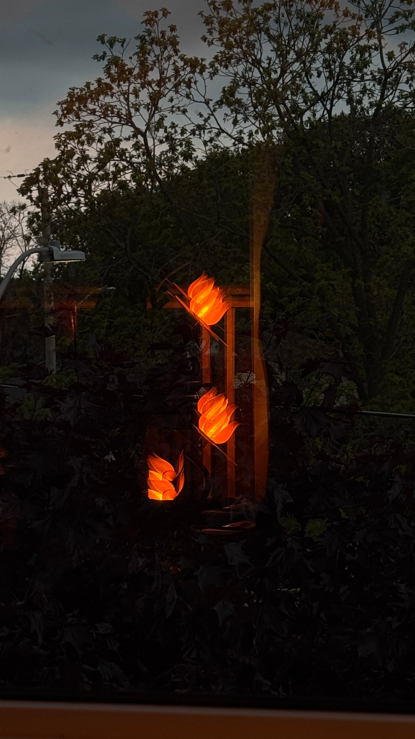 Six Lotus Collection - Lotus Lamp